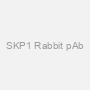 SKP1 Rabbit pAb
